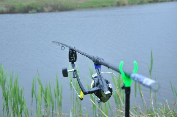  GREENFISH - 2262921446489156064401000018399645172847874045684n.jpg